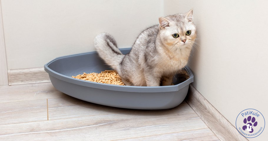 Kedi Kumu Nasıl Temizlenir? Kedi Kumu Nasıl Temizlenir?