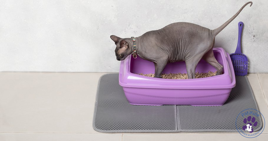 Kedi Kumu Nasıl Temizlenir?