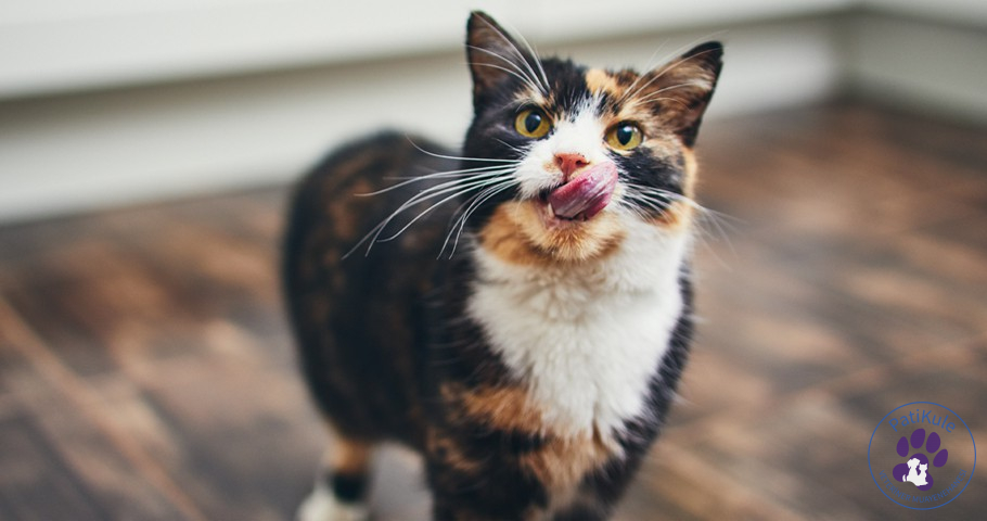 Kedi Maltı Nedir? Ne İşe Yarar? Kedi maltı kedinizin yuttuğu tüylerin bağırsaklarından atılmasına yardımcıdır.