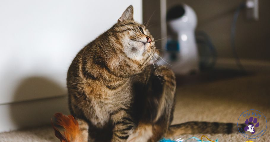 Kedi Piresi İnsana Geçer mi? Kedi Piresi İnsana Geçer mi? 250 tür kedi piresi mevcuttur.