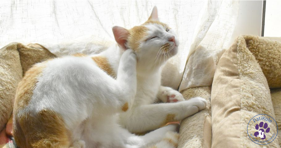 Kedi Piresi İnsana Geçer mi? Kedi Piresi Temizleme