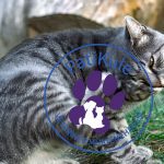 Kedi Piresi İnsana Geçer mi?