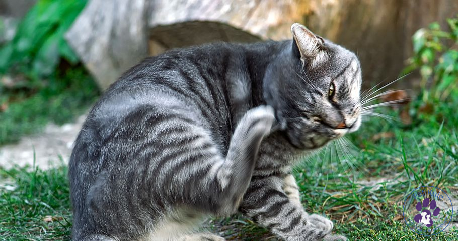 Kedi Piresi İnsana Geçer mi?