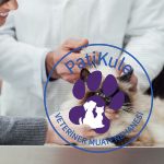 Kedilerde Aşı Takvimi