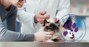 Kedilerde Aşı Takvimi