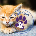 Kedilerde FIP Hastalığı Nedir? Kedilerde Corona Hastalığı