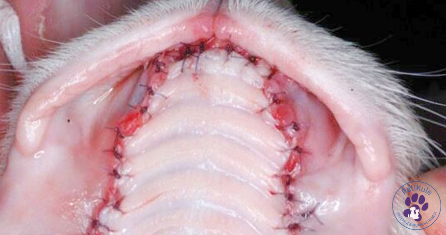 Kedilerde Kaudal Stomatit kaudal stomatit -caudal stomatitis