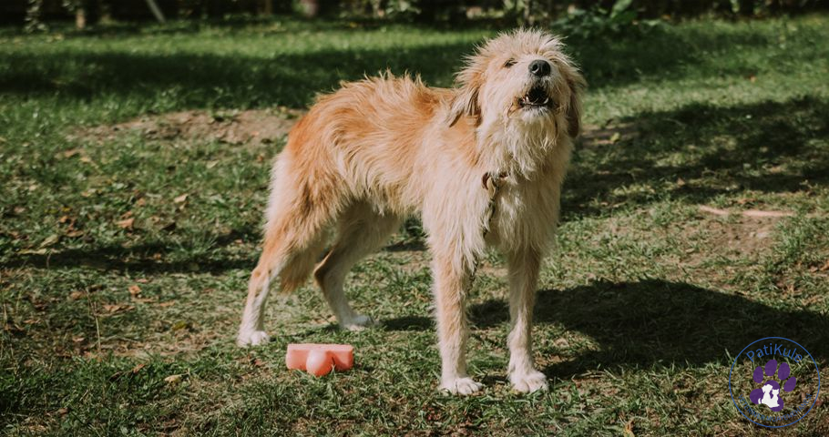 Köpeğim Sürekli Havlıyor Köpekler Neden Havlar?