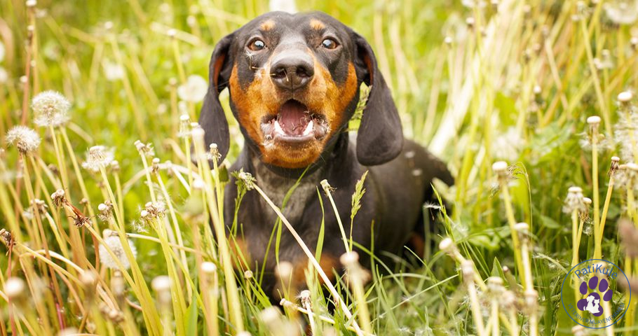 Köpeğim Sürekli Havlıyor Sus Komutunu Öğretin