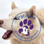 Köpeğim Sürekli Havlıyor
