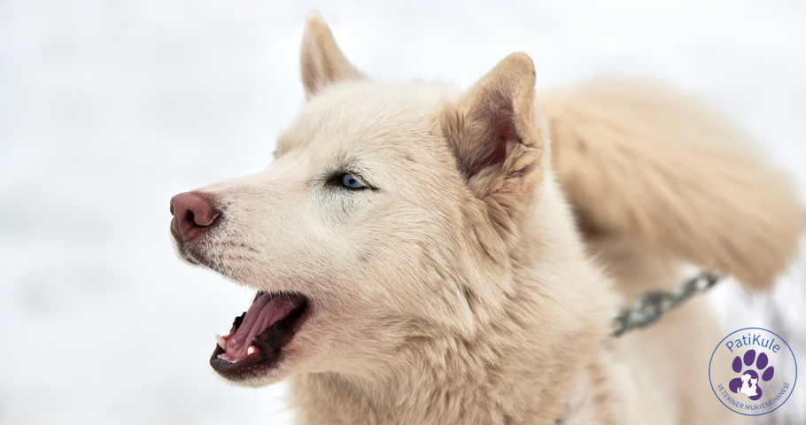 Köpeğim Sürekli Havlıyor