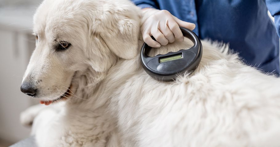 Köpek çip ya da köpek mikroçip - Mikroçip Nedir? Köpek çip ya da köpek mikroçip