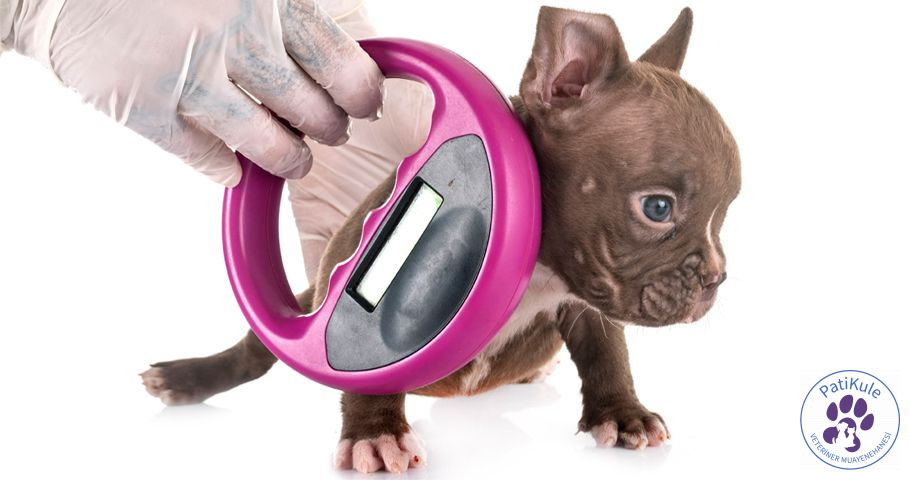 Köpek çip ya da köpek mikroçip - Mikroçip Nedir?
