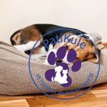 Köpek Gençlik Hastalığı Distemper Nedir?