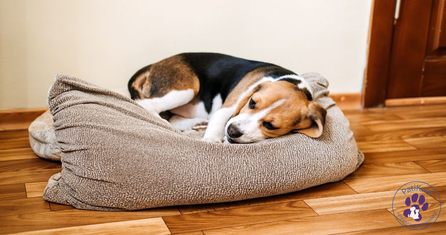 Köpek Gençlik Hastalığı Distemper Nedir?