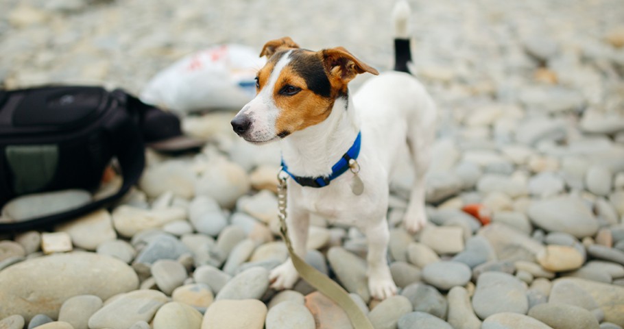 Köpek Pire Tasması Nedir, Nasıl Kullanılır? Köpek Pire Tasması Nedir, Nasıl Kullanılır?