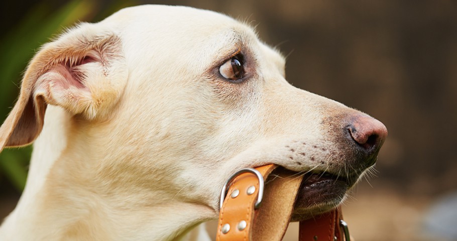 Köpek Pire Tasması Nedir, Nasıl Kullanılır? Köpek Pire Tasması Nedir, Nasıl Kullanılır?