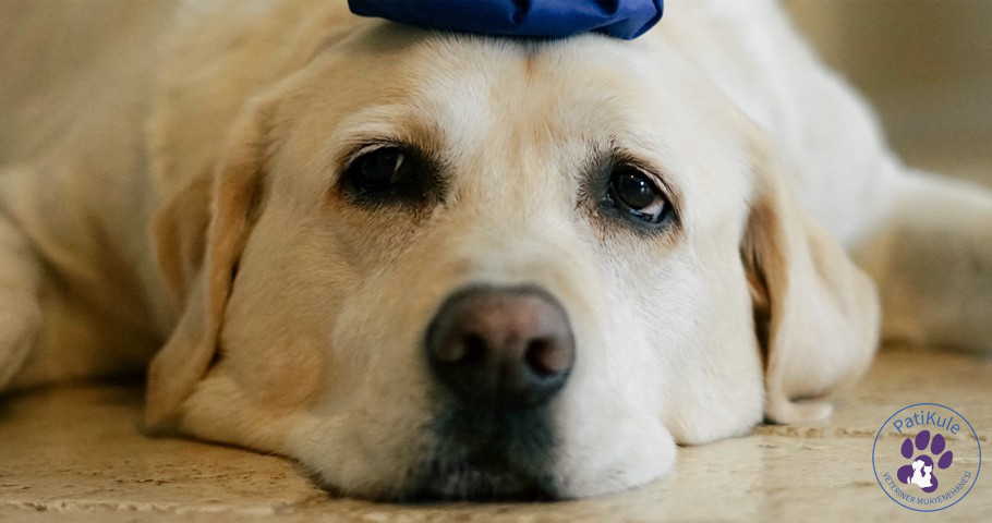 Köpeklerde Ağrı Anlama Yöntemleri Köpeklerde Ağrı Anlama Yöntemleri