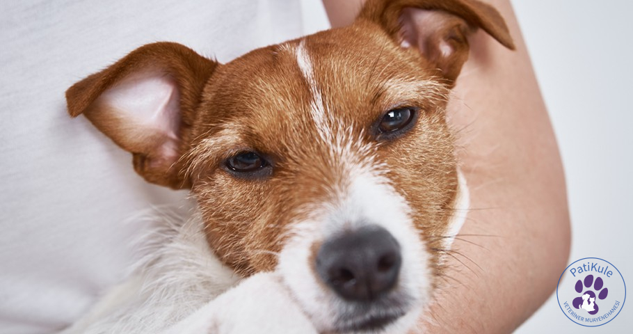 Köpeklerde Ağrı Anlama Yöntemleri Köpeklerde Ağrı Anlama Yöntemleri