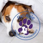Köpeklerde Ağrı Anlama Yöntemleri