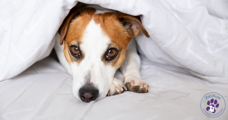 Köpeklerde Ağrı Anlama Yöntemleri