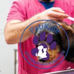 Köpeklerde Aşı Takvimi