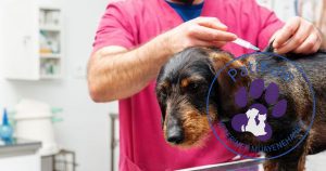 Köpeklerde Aşı Takvimi