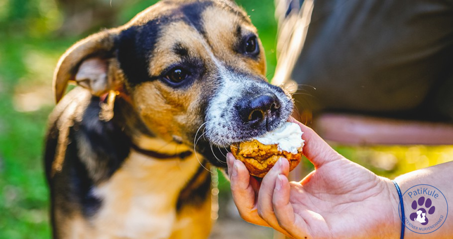 Köpeklerde Yeme Bozukluğu Neler? Köpeklerde Yeme Bozukluğu Sebepleri