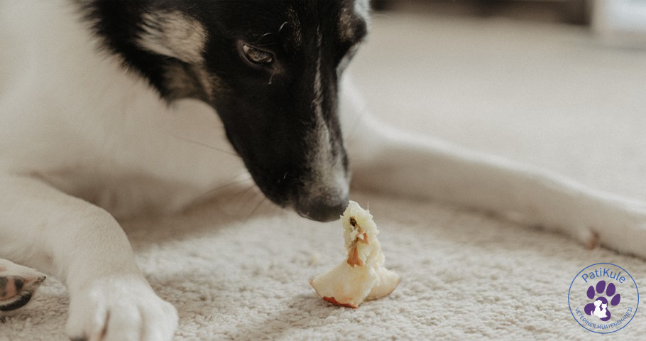 Köpeklerde Yeme Bozukluğu Neler? Yeme Bozukluğu Nasıl Tedavi Edilir?