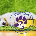 Köpeklerde Yeme Bozuklukları Neler?