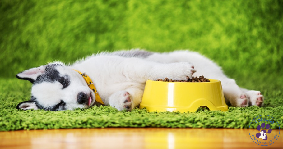 Köpeklerde Yeme Bozuklukları Neler?