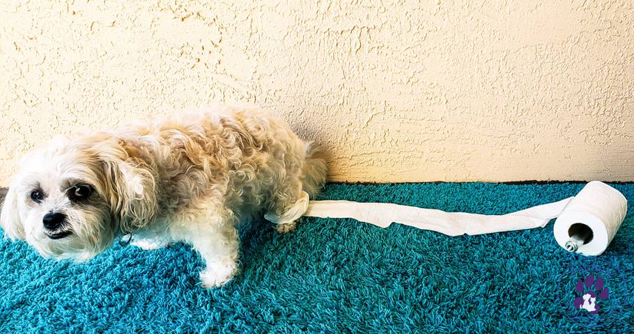 Köpeklere Tuvalet Eğitimi Nasıl Verilir? Köpeklere tuvalet eğitimi vermek