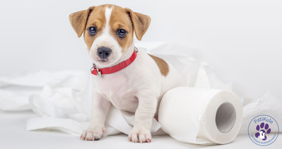 Köpeklere Tuvalet Eğitimi Nasıl Verilir?