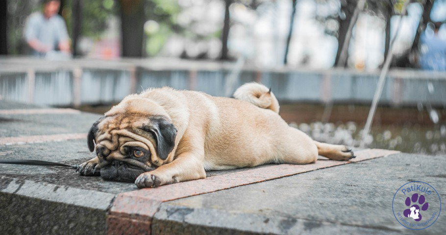 Pug Köpekler Nasıl Bakılmalı?