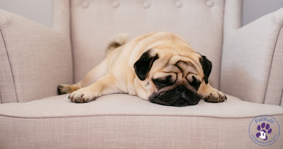 Pug Bakımı ve Eğitimi