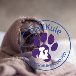 Pug Köpeklerin Özellikleri Nelerdir?
