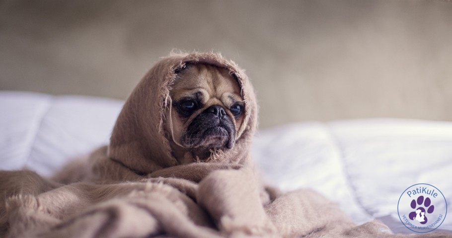 Pug Köpeklerin Özellikleri Nelerdir?
