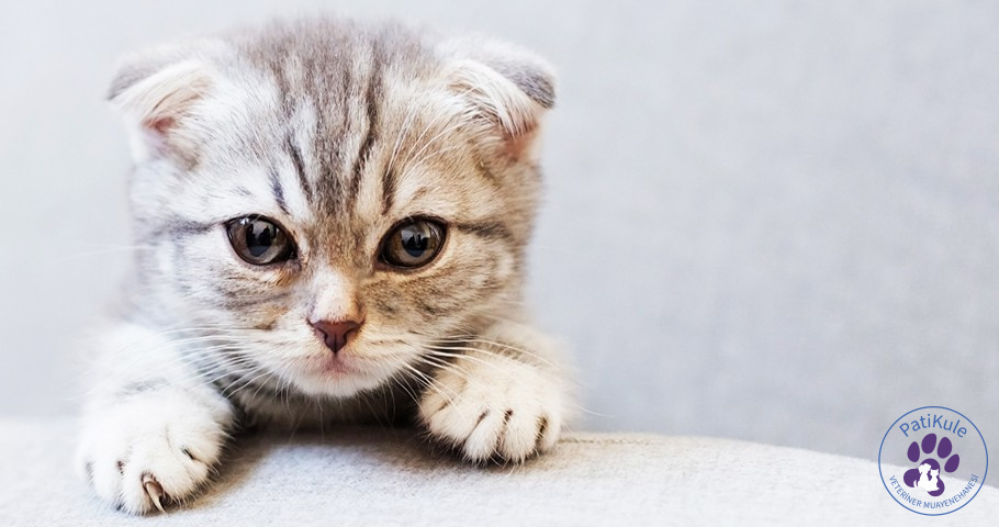 Scottish Fold Nasıl Bakılır? Scottish Fold Özellikleri Neler?
