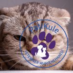 Scottish Fold Nasıl Bakılır?