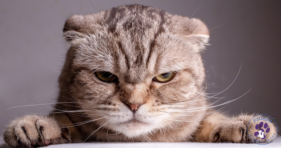 Scottish Fold Nasıl Bakılır?