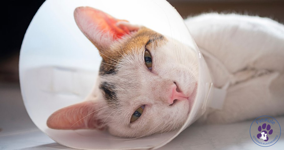 Ameliyatsız Kedi Kısırlaştırma Mümkün mü? Ameliyatsız Kedi Kısırlaştırma Mümkün mü?