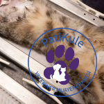 Ameliyatsız Kedi Kısırlaştırma Mümkün mü?