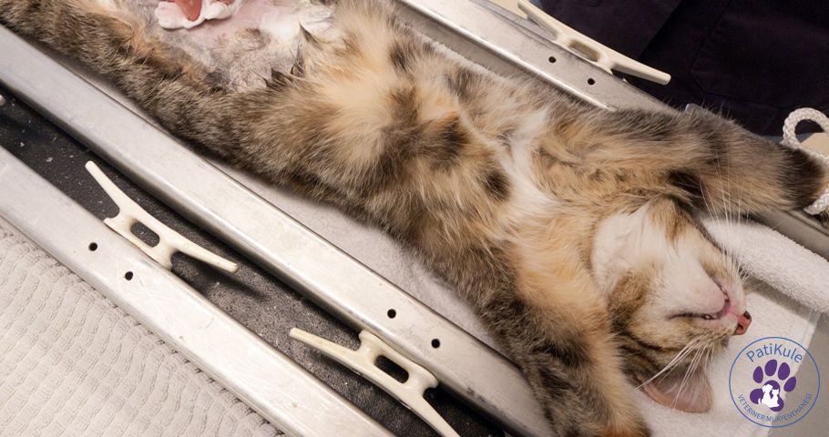 Ameliyatsız Kedi Kısırlaştırma Mümkün mü?