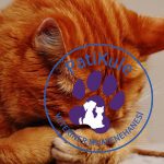 Kedi Arı Sokması Sonrasında Ne Yapılır
