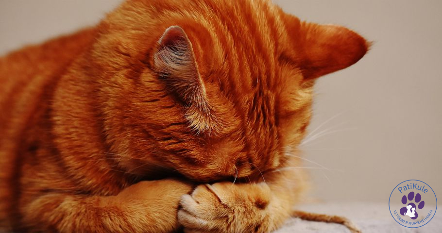 Kedi Arı Sokması Sonrasında Ne Yapılır