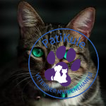 Kedi Aşı Takvimi Takibi