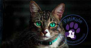 Kedi Aşı Takvimi Takibi