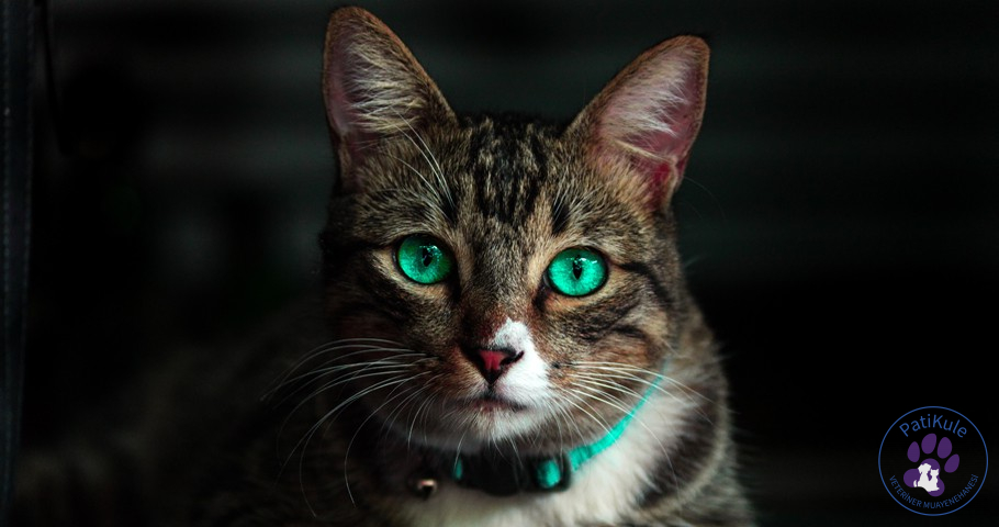 Kedi Aşı Takvimi Takibi