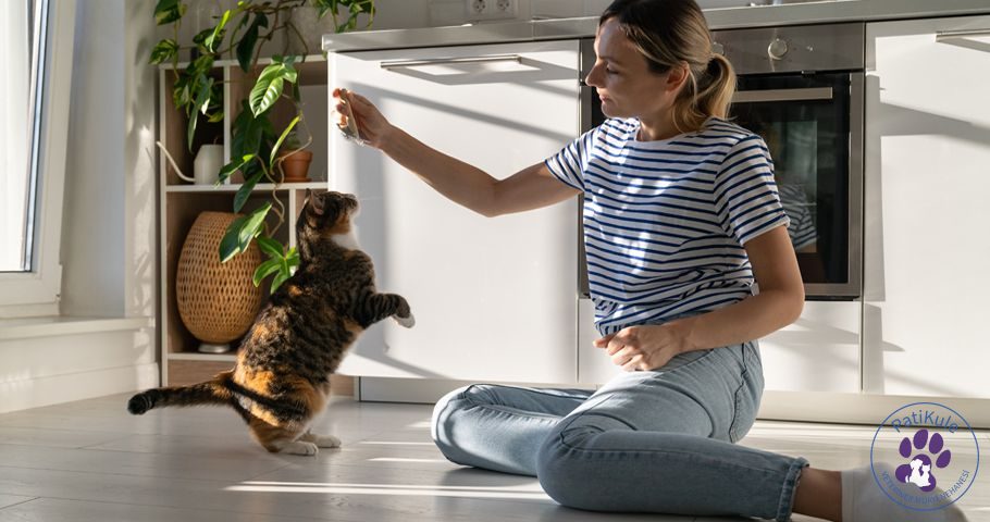 Kedi Eğitimi İçin Önemli Noktalar Kedilerde Koşullandırma