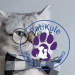 Kedi Eğitimi İçin Önemli Noktalar